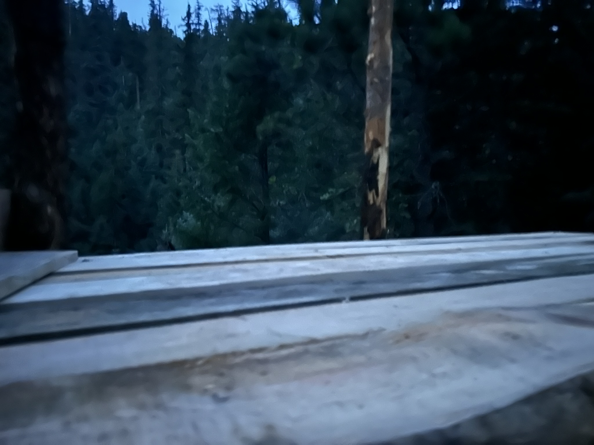 Hand-built wood surface overlooking dark pine forest.